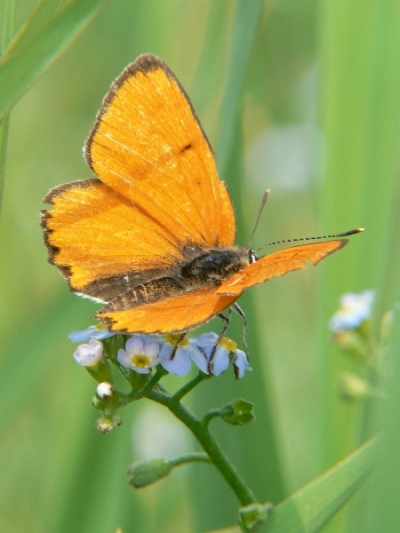 Ohniváčik veľký(Licaena dispar)