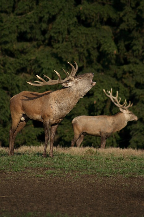 Kdo je tady pánem ?