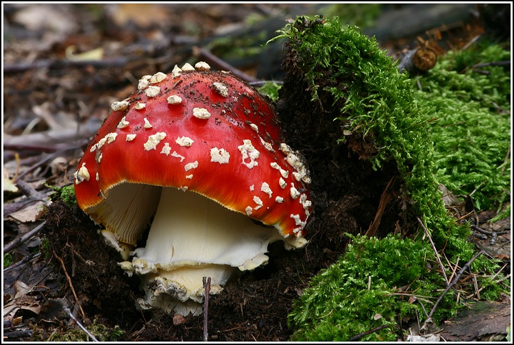 Trochu kýče snad neuškodí.