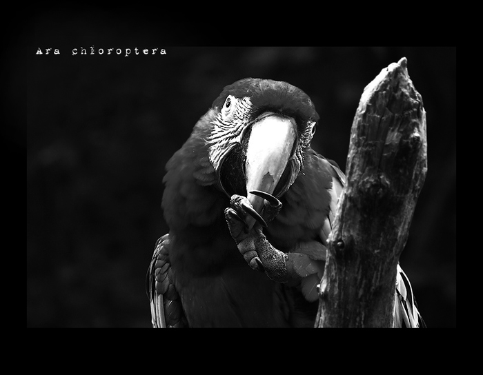 ara - zoo praha