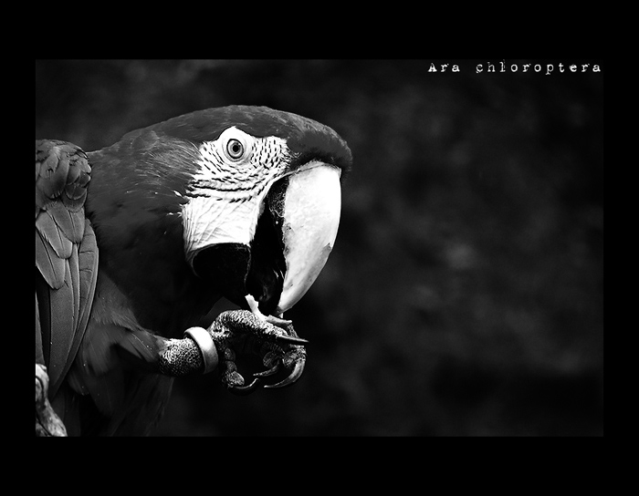 ara dva - zoo praha
