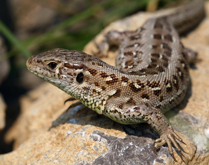 Jašterica