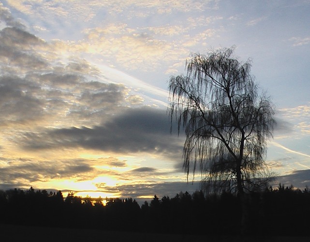 bříza