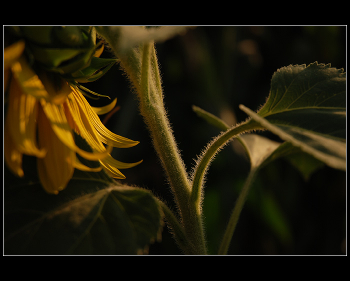Intimita