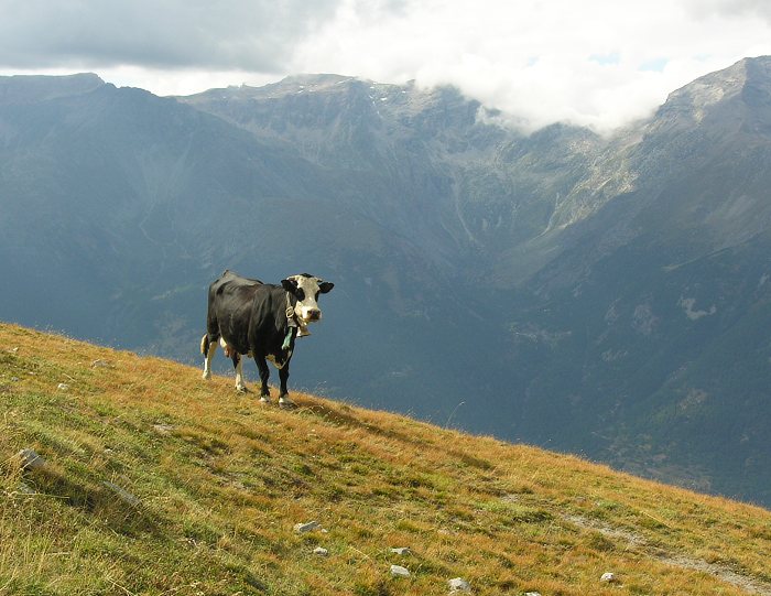 už jen nabarvit na fialovo...