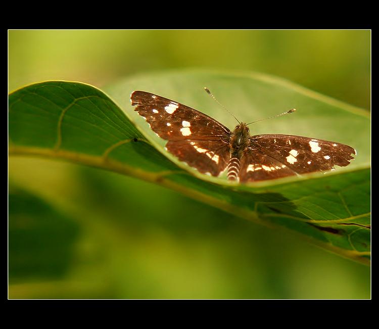  v  zelených dunách