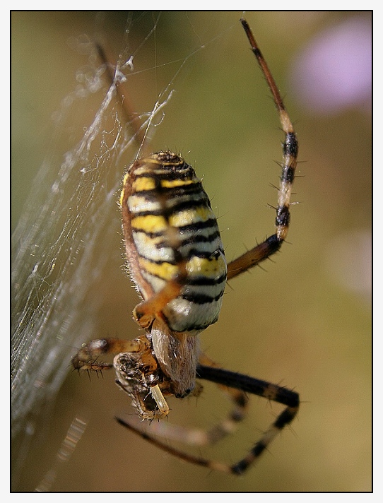 křížák proužkovaný a muška v kusadlech