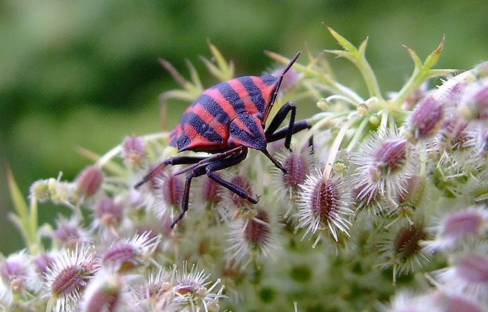 Graphosoma lineatum