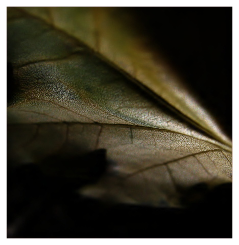 ~intimita lesa~