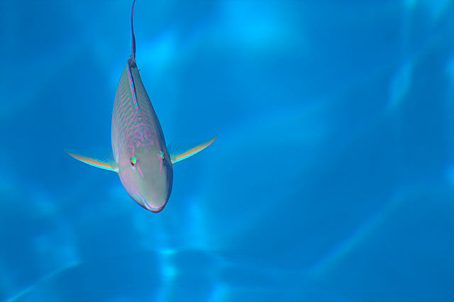 Parrot Fish