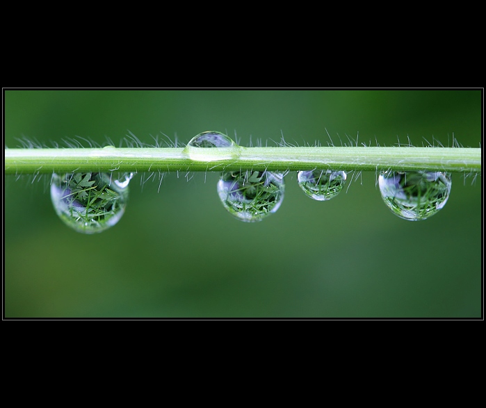 Water drops