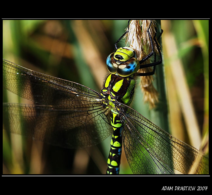 ...Aeshna mixta...