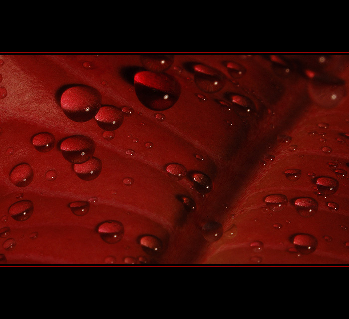 *** Kouzlení s listy II. ***