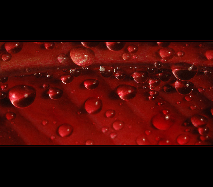 *** Kouzlení s listy V. ***