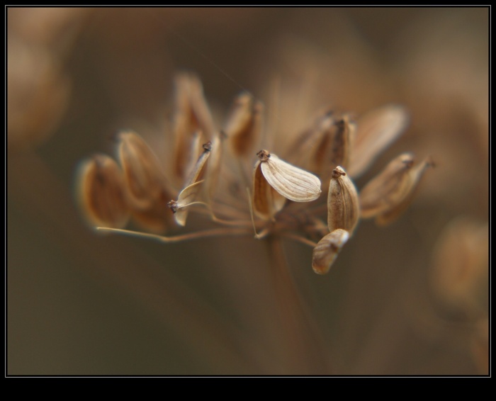 podzimní miniatury (2)