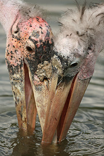 Marabu
