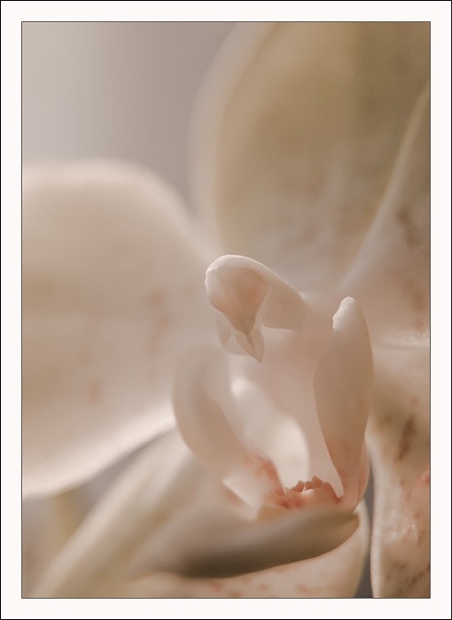 Phalenopsis