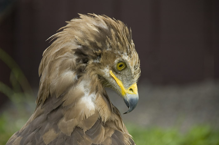 Eagle