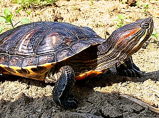 Korytnačka písmenková