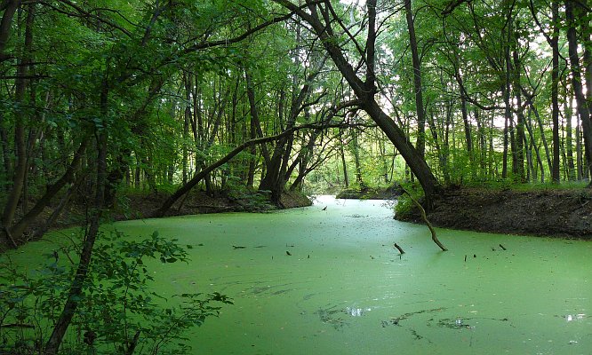 za rohem bydli Shrek  ....