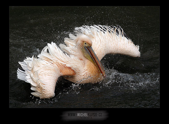 Pelikán bílý (Pelecanus onocrotalus)
