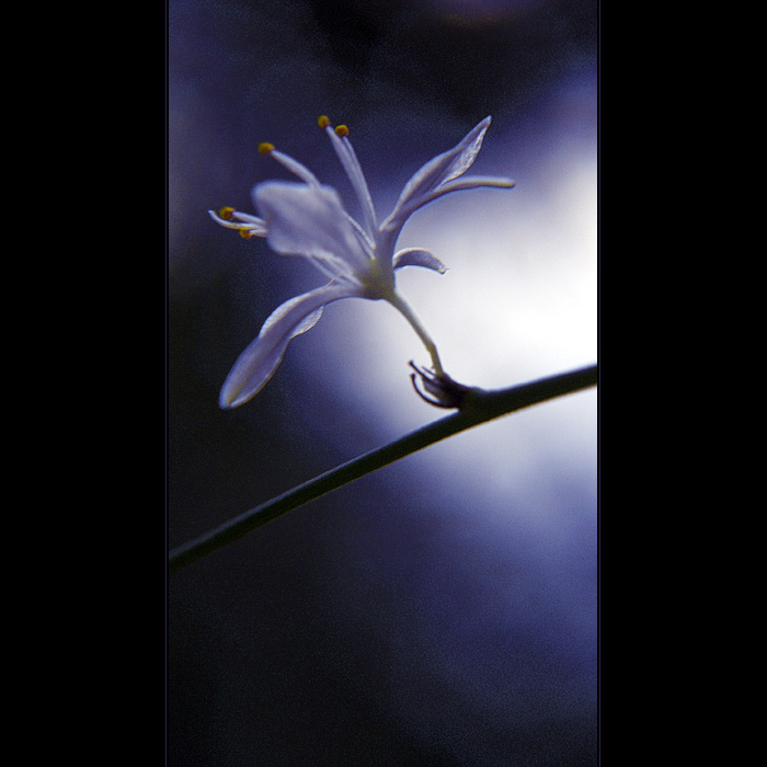***STARLIGHT***