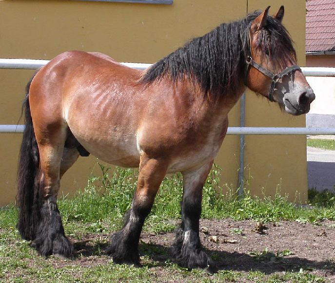 Krasavec od Třeboně