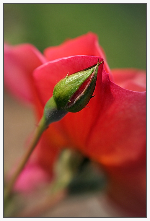 Pod máminou sukýnkou