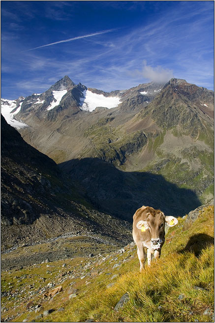 Alpská