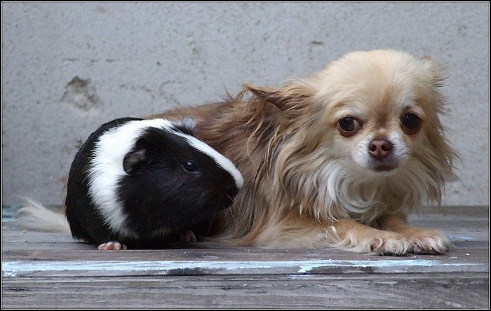 zuzanka & indy