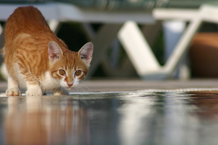 CHLORINE CAT