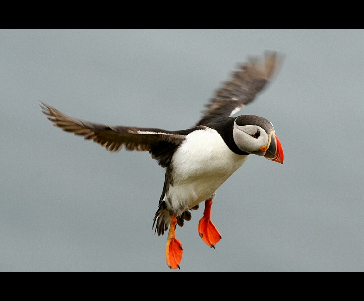 Papuchalk bělobradý (Fratercula artica)