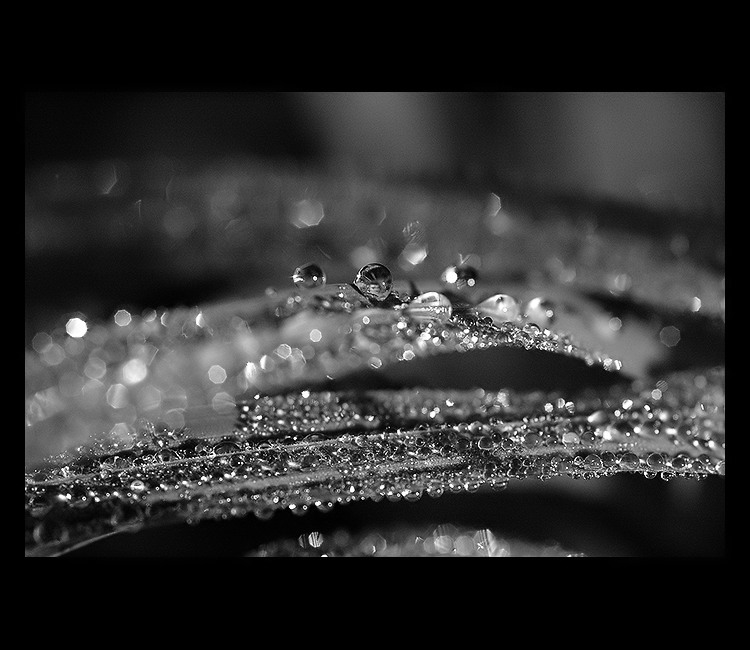 = V truhle paní louky =