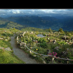 Horská květena na Kitzbüheleru