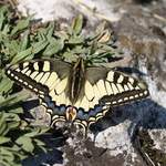 otakárek fenyklový