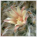 Stařeček (název kaktusu)