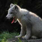 "Dneska do večerníčku nevydržím..!"