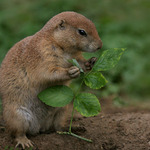 "Preferuji zdravou stravu"