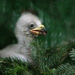 "Jednou budu králem vzduchu!"