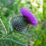 Thistle - Scottish national symbol