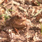 Dokonalé maskování