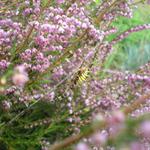 Zajímavý pavouk(prý jedovatý)