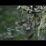 Norské miniatury II.