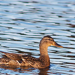 Ha Kachna nebo Kačer ???