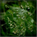 Poezie (Vodní svět)