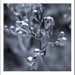 Blues (Vodní svět)