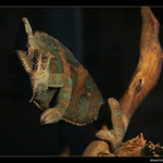 Chameleon Matcha