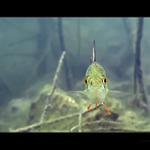 Okounci II - Blízká setkání podvodního druhu