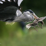 Volavka popolava II/II