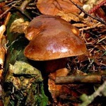 jeden letošní poddoubák